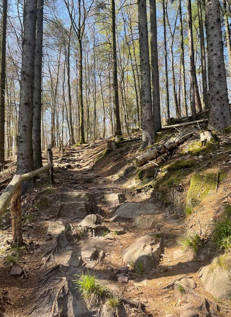 Read more about the article Les Courses Nature de Niederbronn